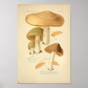 Vintage Green Brown Mushrooms Art Print French