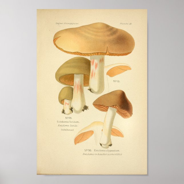 Vintage Green Brown Mushrooms Art Print French (Front)