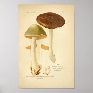 Vintage Green Brown Mushrooms Art Print French