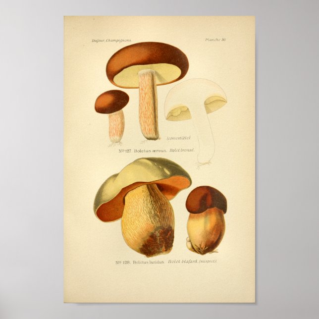 Vintage Green Brown Mushrooms Art Print French (Front)