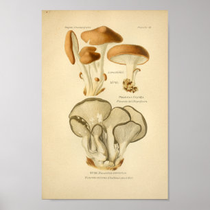 Vintage Green Brown Mushrooms Art Print French