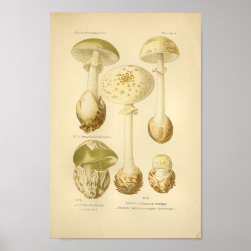 Vintage Green Mushrooms Art Print French