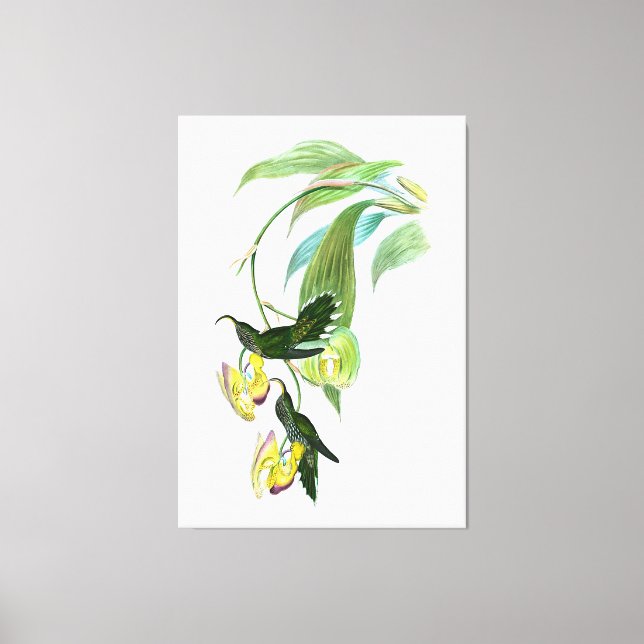 Vintage Green Sickle Bill Hummingbird Canvas Print (Front)