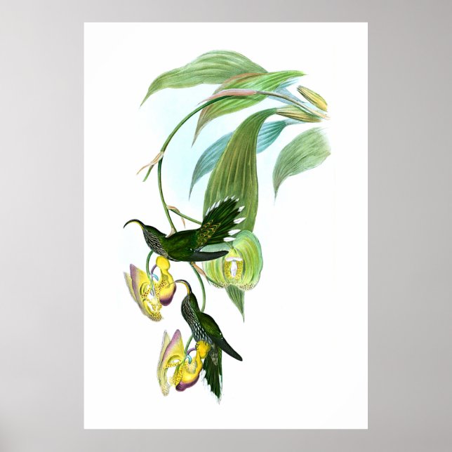 Vintage Green Sickle Bill Hummingbird Poster (Front)