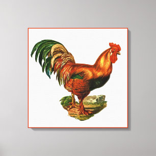 Vintage Green Tail Feathers Rooster Cockerel Canvas Print