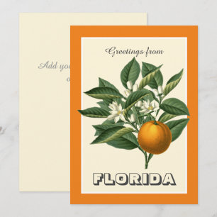 Vintage Greetings from Florida Orange Fruit 