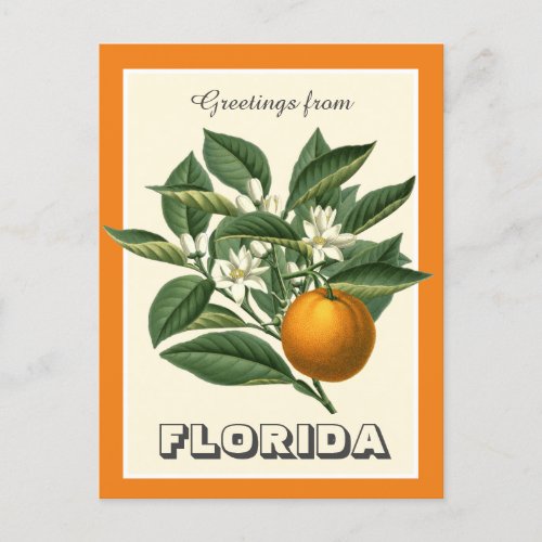 Vintage Greetings from Florida Orange Fruit  Postcard