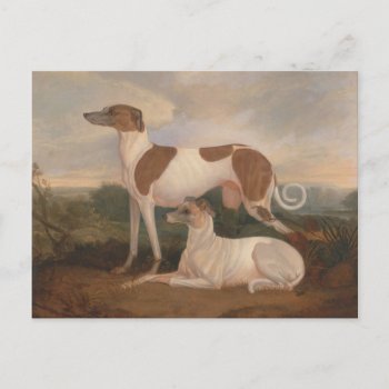 Vintage Greyhounds Postcard by SpotsDogHouse at Zazzle