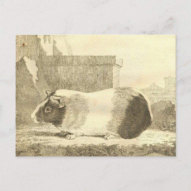 Vintage Guinea Pig Postcard (Front)