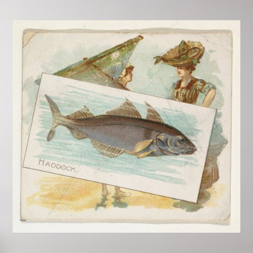 Vintage Haddock Fish Illustration 1889 Poster