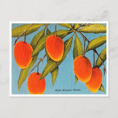 Vintage Haden Mangoes Florida Travel Postcard