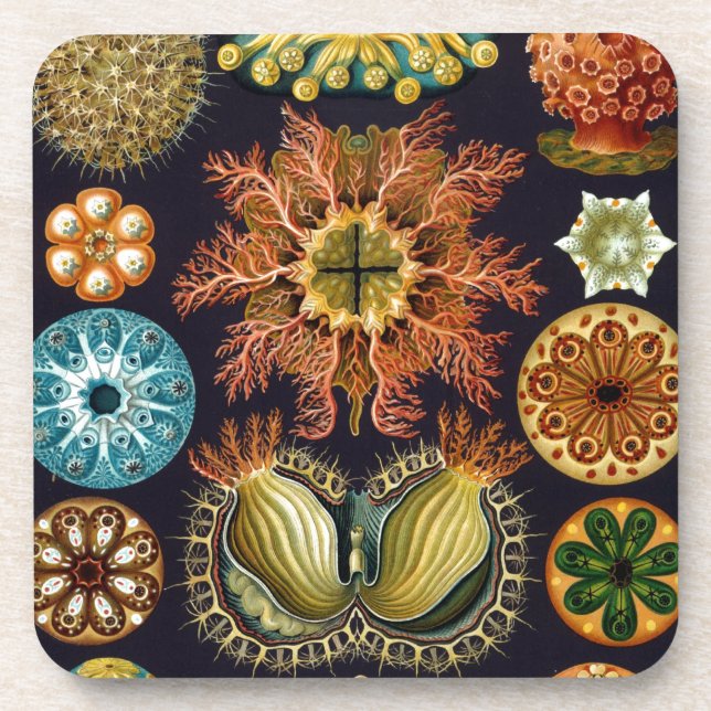 Vintage Haeckel Beverage Coaster (Front)