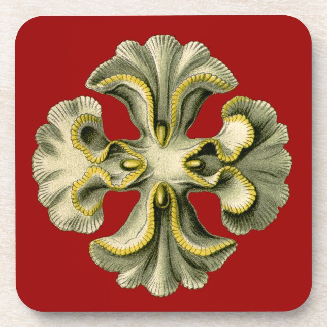 Vintage Haeckel Drink Coaster (Front)