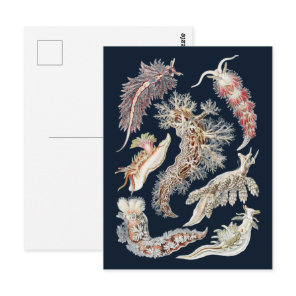 Vintage Haeckel Nudibranch Ocean Art Postcard