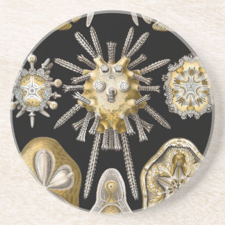 Vintage Haeckel Sandstone Coaster