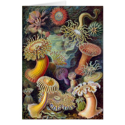 Vintage Haeckel Sea Anemone (Front)