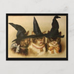 Vintage Halloween Black Cats Postcard