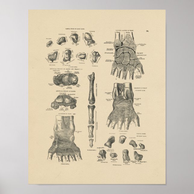 Vintage Hand Anatomy 1880 Print (Front)