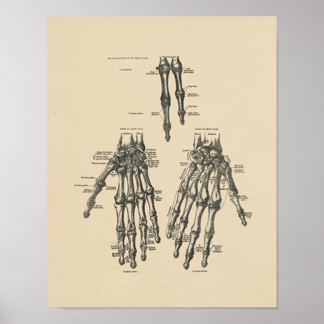 Vintage Hand Anatomy 1880 Print (Front)