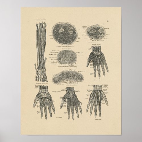 Vintage Hand Muscles Anatomy 1880 Print