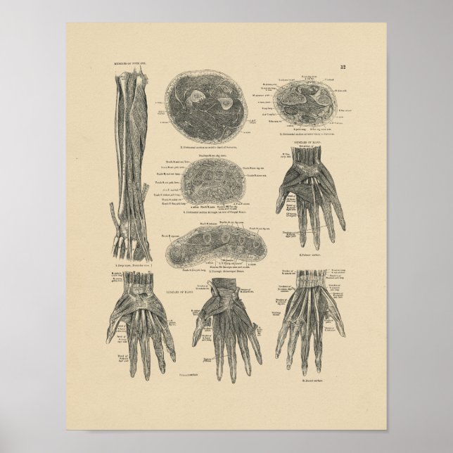 Vintage Hand Muscles Anatomy 1880 Print (Front)