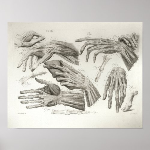 Vintage Hand Muscles Ligaments Anatomy Print