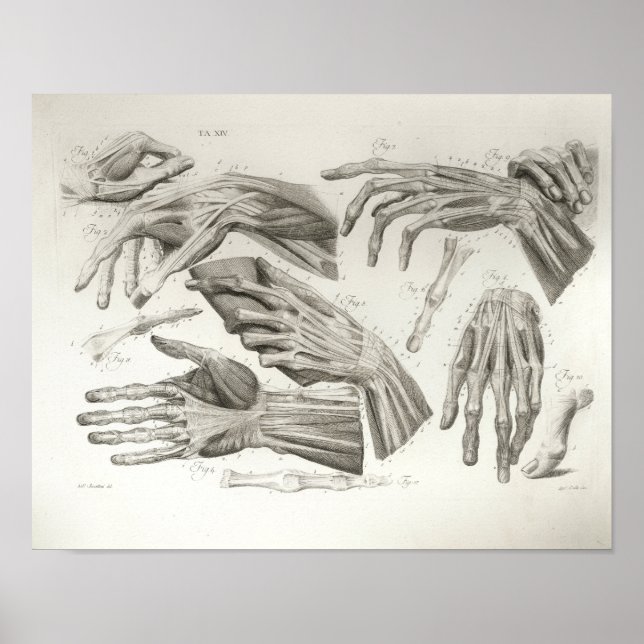 Vintage Hand Muscles Ligaments Anatomy Print (Front)