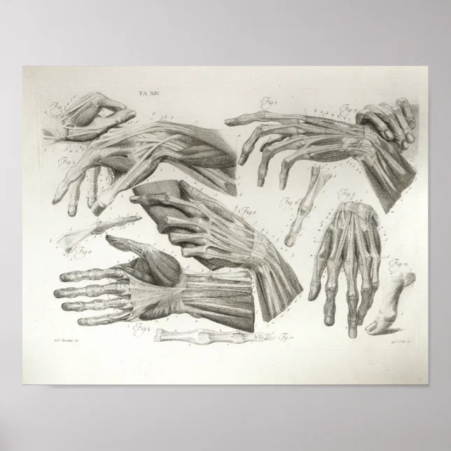 Vintage Hand Muscles Ligaments Anatomy Print | Zazzle