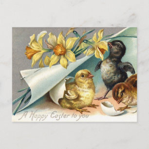 Vintage Happy Easter Chicken and Daffodils  Holiday Postcard