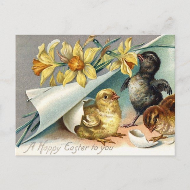 Vintage Happy Easter Chicken and Daffodils  Holiday Postcard (Front)