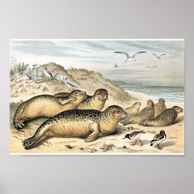 Vintage Harbor Seals Illustration Poster (Front)