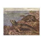 Vintage Harbor Seals, Marine Life Ocean Animals Postcard