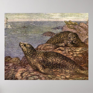 Vintage Harbor Seals, Marine Life Ocean Animals Poster