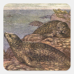 Vintage Harbor Seals, Marine Life Ocean Animals Square Sticker