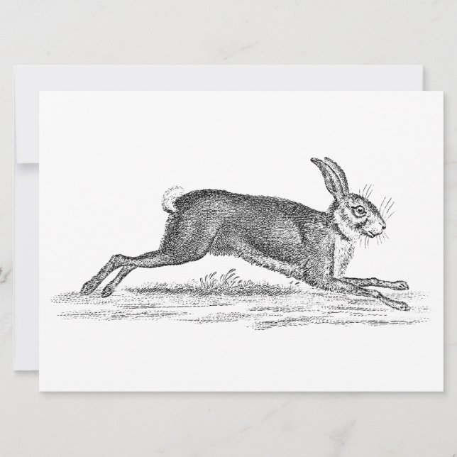 Vintage Hare Bunny Rabbit 1800s Illustration (Front)