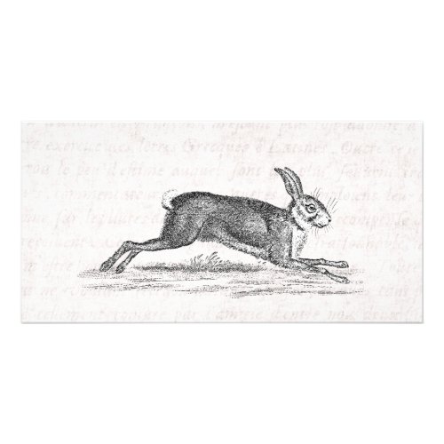 Vintage Hare Bunny Rabbit 1800s Illustration Card