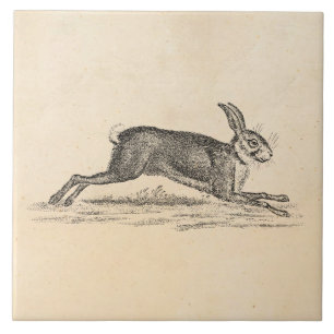 Vintage Hare Bunny Rabbit 1800s Illustration Ceramic Tile