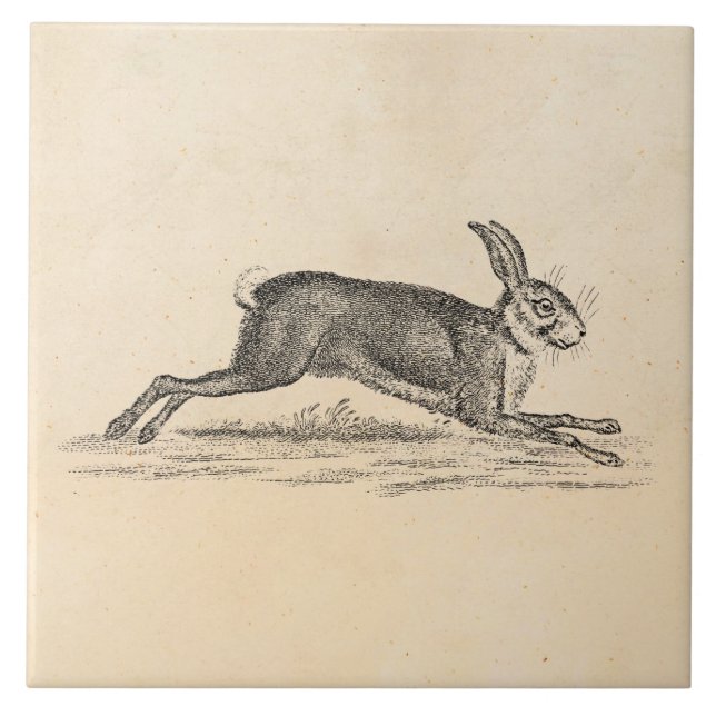 Vintage Hare Bunny Rabbit 1800s Illustration Ceramic Tile (Front)