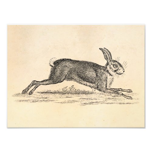Vintage Hare Bunny Rabbit 1800s Illustration Photo Print