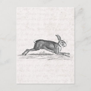 Vintage Hare Bunny Rabbit 1800s Illustration Postcard