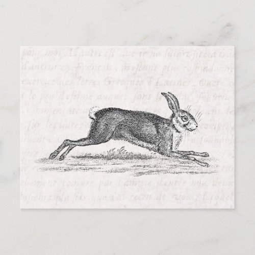Vintage Hare Bunny Rabbit 1800s Illustration Postcard