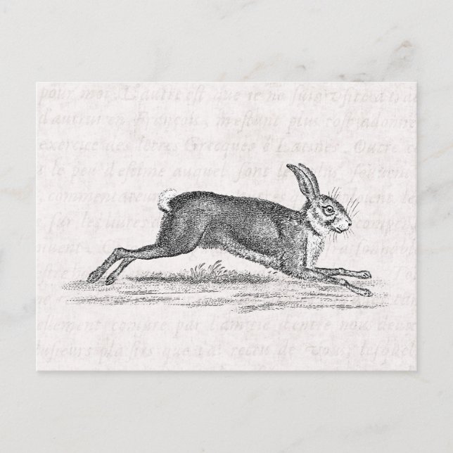 Vintage Hare Bunny Rabbit 1800s Illustration Postcard (Front)