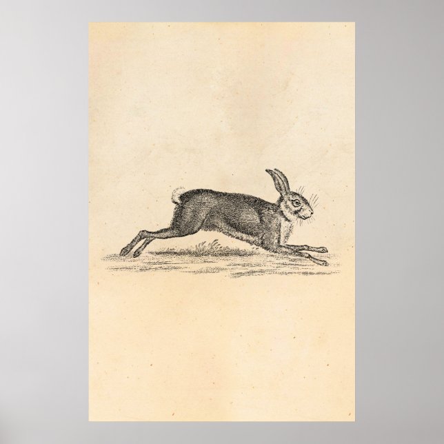 Vintage Hare Bunny Rabbit 1800s Illustration Poster (Front)