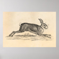 Vintage Hare Bunny Rabbit 1800s Illustration
