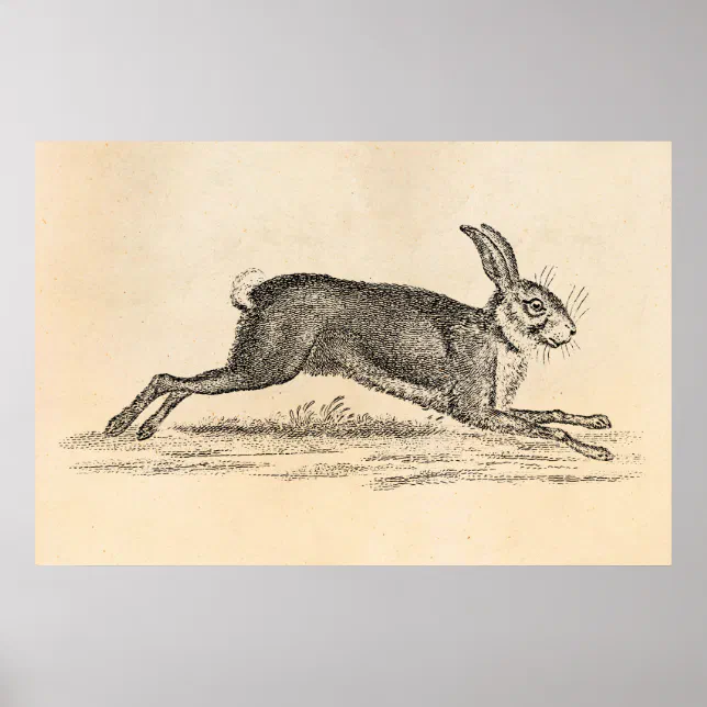 Vintage Hare Bunny Rabbit 1800s Illustration Poster | Zazzle