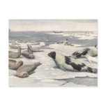 Vintage Harp Seals in Arctic Snow by Louis Fuertes Postcard