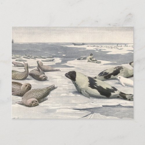 Vintage Harp Seals in Arctic Snow by Louis Fuertes Postcard