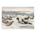 Vintage Harp Seals in Arctic Snow by Louis Fuertes Poster