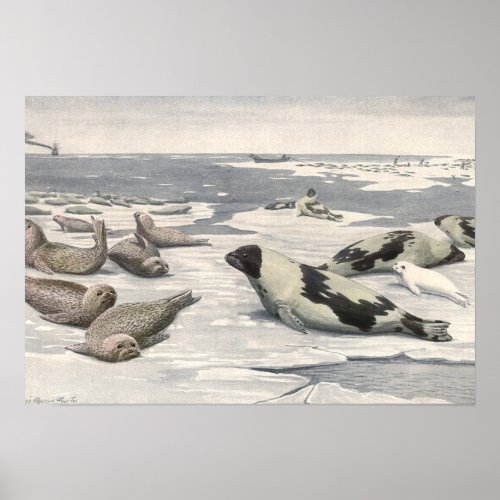 Vintage Harp Seals in Arctic Snow by Louis Fuertes Poster