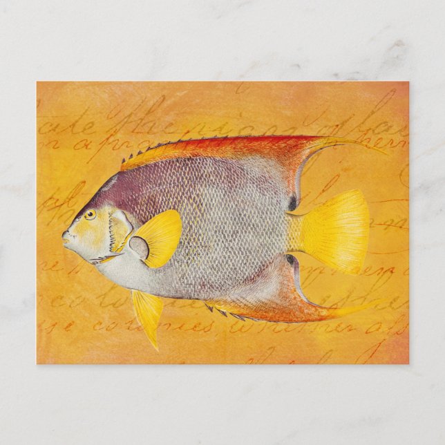 Vintage Hawaiian Angel Fish - Antique Hawaii Postcard (Front)